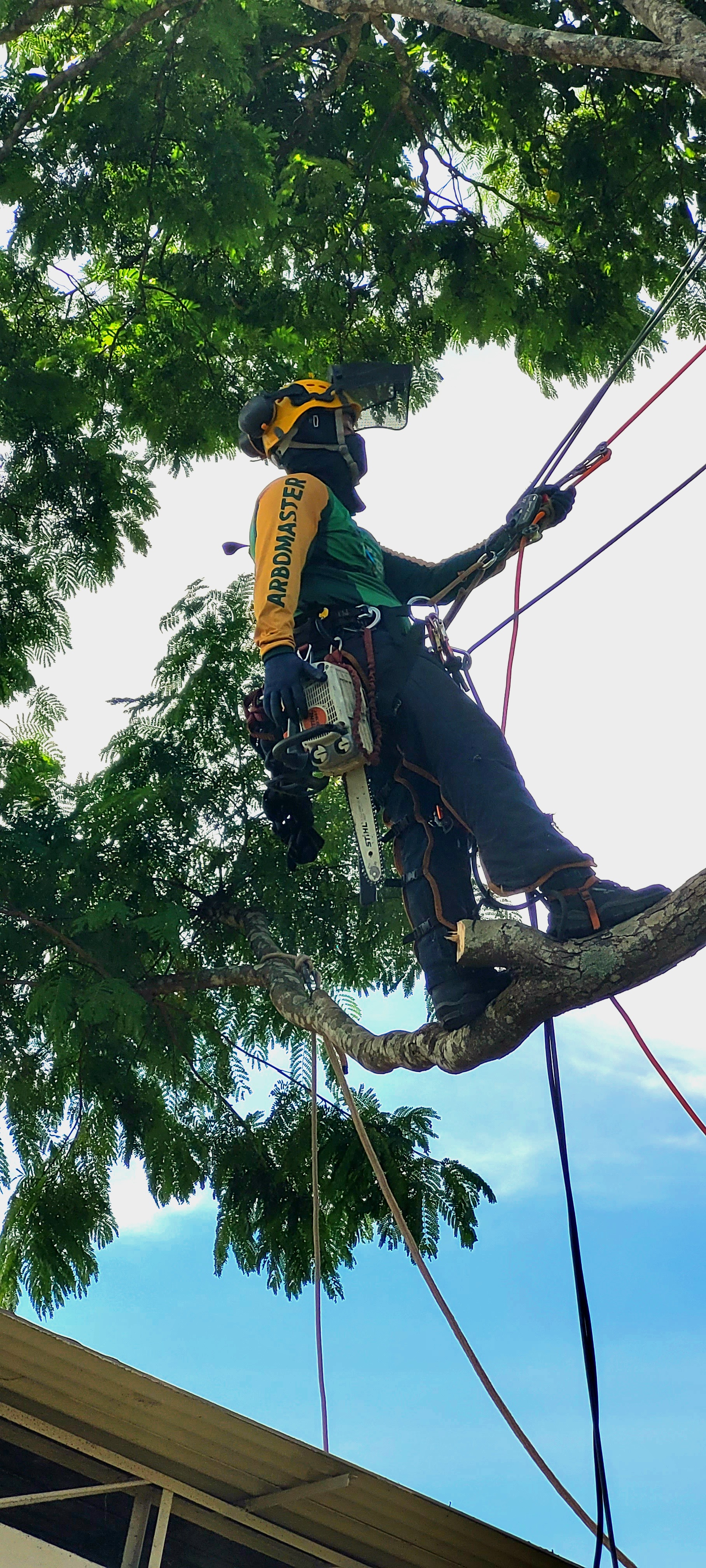 Arborista com motosserra em árvore