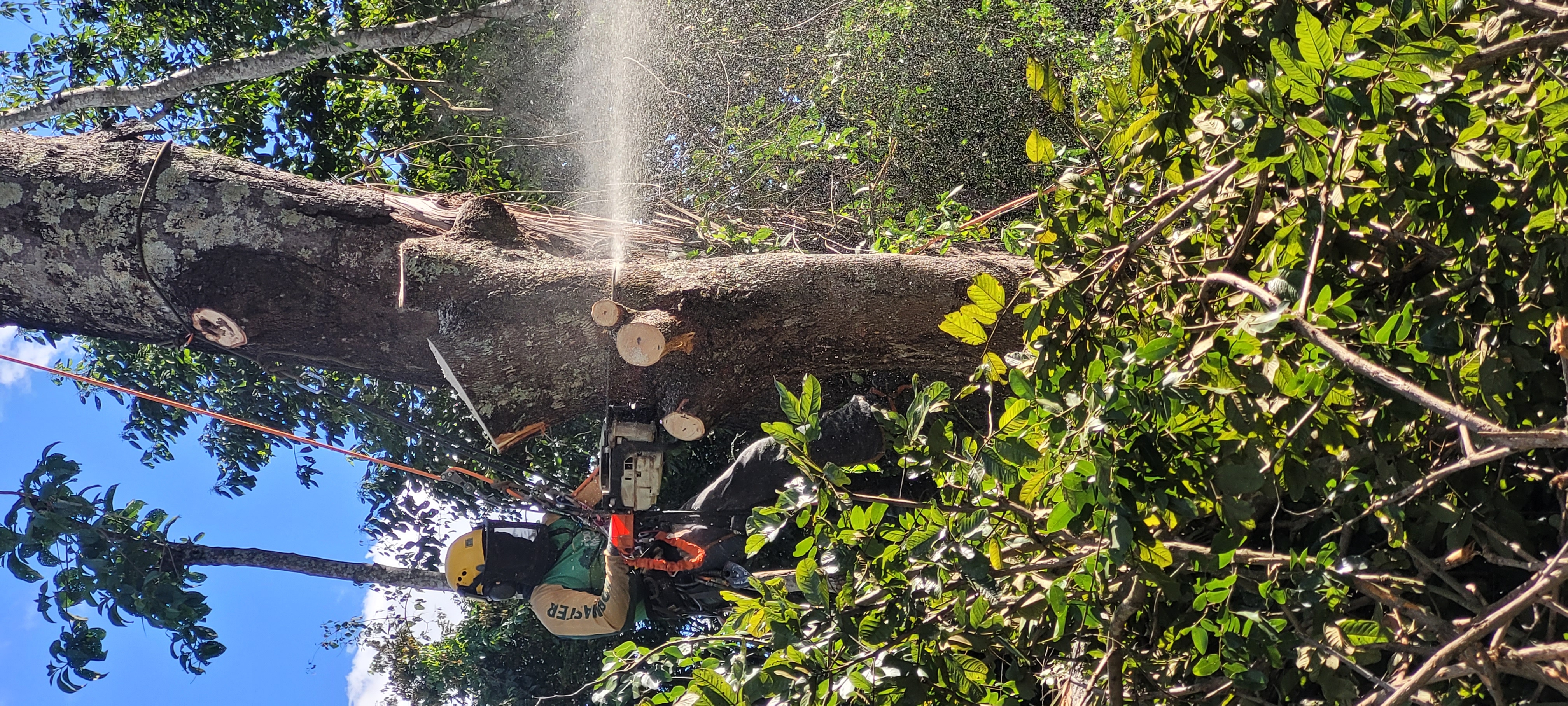 Equipe de arboricultura